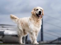 Erstklassiger Golden Retriever Deckrüde mit FCI Abstammung und top Gesundheitsergebnisse