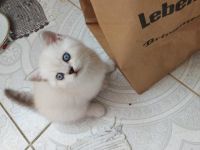 Reinreisige BKH Kitten