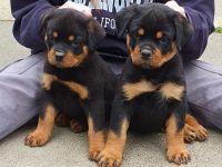 Rottweilerwelpen aus Topverpaarung zu verkaufen