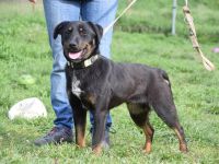 Judy, mittelgroße, freundliche Junghündin sucht schönes Zuhause