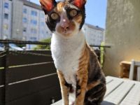 Cornish Rex Katze Fussel