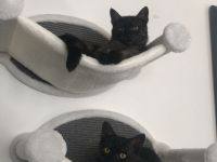 Zwei Maine Coon Mix Kater, 7 Monate, Preis für beide Tiere + Zubehör