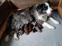 Australian Shepherd Mix Welpen zu verkaufen