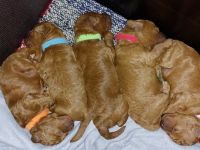 Kleinpudelwelpen in Farbe Fawn