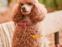 Kleinpudel Deckrüde, dunkel Apricot