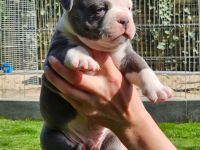 Olde english Bulldog