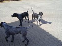 Deutsch Kurzhaar Mix