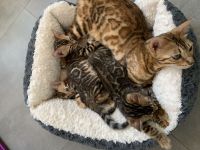 Reinrassige Bengalkitten suchen ein Zuhause