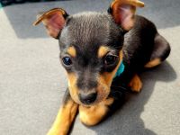 Zwergpinscher