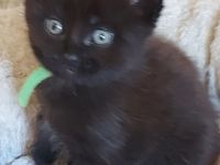 Main Conn Mix Kitten