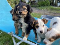 Mischlingswelpen suchen neues Zuhause!