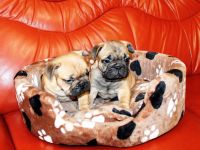 Wunderschöne rote französische Bulldoggenwelpen zu verkaufen