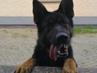 Verkaufe ab Ende November Deutsche Schäferhundwelpen