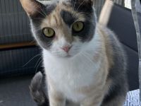 Bkh Kater & Bkh mix Katze