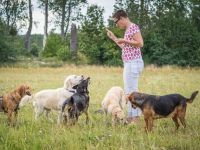 Three Dogs Walking - Der Hunde-Gassi-Service bei dem dein Vierbeiner im Mittelpunkt steht.