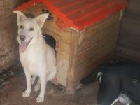 liebe Blanka wurde vom Zug verletzt; 2 Jahre, sie lebt im Zwinger.Wir suchen ein Heim für sie, Gnade