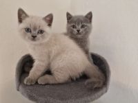 4 wunderhübsche bkh kitten reinrassige ab sofort abgabebereit