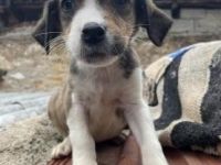 Zuckerschnute Nuri - Junghündin