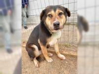 Boubou liegt uns sehr am Herzen