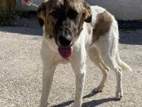 LOUSY - ein süßes Fellbündel