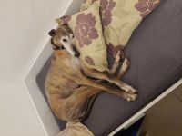 Valto sucht schönes Zuhause