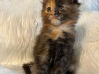 Maine Coon mit Stammbaum