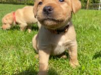 Labradorwelpen reinrassig mit Papiere