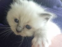 reinrassige Birma-Kitten zu vermitteln