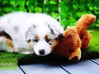 Australian Shepherd Welpen mit Ahnentafel