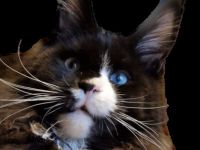 𝐌𝐨𝐨𝐧 𝐆𝐢𝐚𝐧𝐭'𝐬