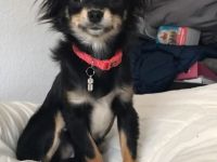 Chihuahua langhaar welpen