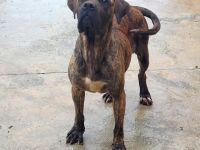 liebe,soziale, kastrierte Vera im rumänischen Tierheim, hofft auf tierliebe Adoptanten