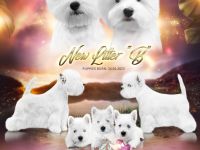 West Highland White Terrier