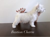 West Highland White Terrier