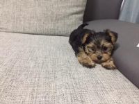 Süße mini yorkshire Terrier Welpen