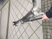 Husky Hund 🐶🐕🐕🐕
