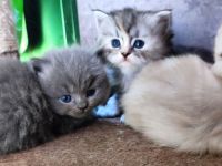 BKH und BLH Kitten abzugeben