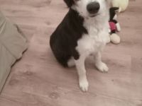 Border-collie welpen