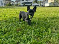 Französische Bulldogge Welpe