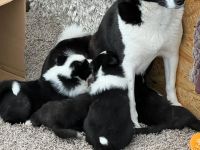 Russland - Europäische Laika, Welpen