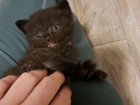 Liebevolles Zu Hause gesucht 🩷