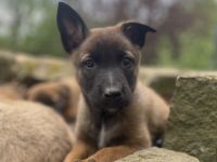 Belgischer Schäferhund / Malinois-Welpen bester Abstammung