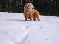 Cocker Spaniel sucht Hundedame