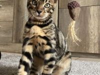 Bengalische Kätzchen mit Stammbaum zu verkaufen.