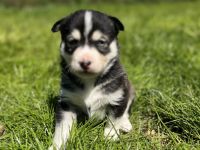 Traumhafte Husky Welpen ##Blaue Augen##