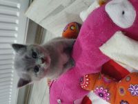 Reinrassige BKH Kitten