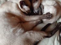 Weak in the Knees for Siamese ? Siam (moderner Typ ähnlich OKH)