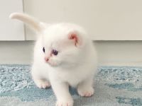 Süße BKH/BLH Kitten