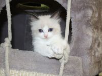 Wunderschöne reinrassige Ragdoll Katzen - Kitten Mädchen und Jungs