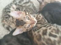 Süße Zuckerschnuten suchen ein neues Zuhause